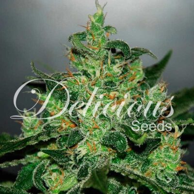 Auto Critical Jack Herer - Delicious Seeds