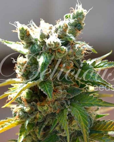 Cbd Honeybells Feminizada - Delicous Seeds