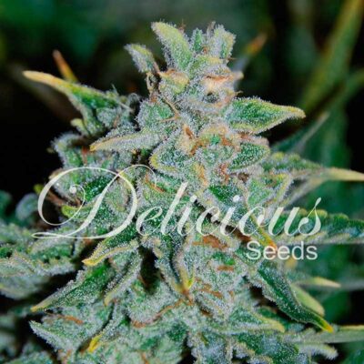 Auto Northern Lights Blue - Delicious Seeds